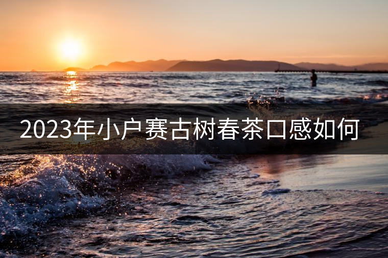 2023年小戶賽古樹春茶口感如何？