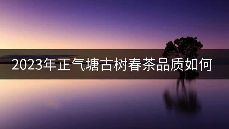 2023年正氣塘古樹春茶品質如何？