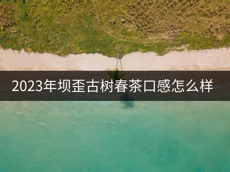 2023年壩歪古樹春茶口感怎么樣？