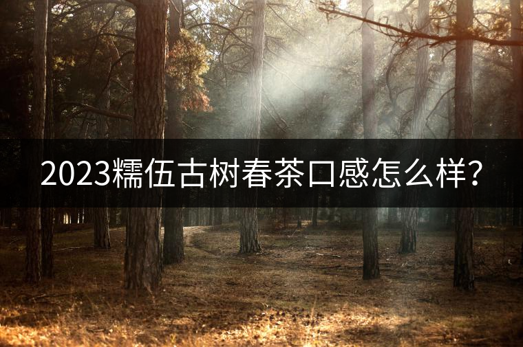 2023糯伍古樹春茶口感怎么樣? 2023糯伍古樹春茶口感怎么樣?