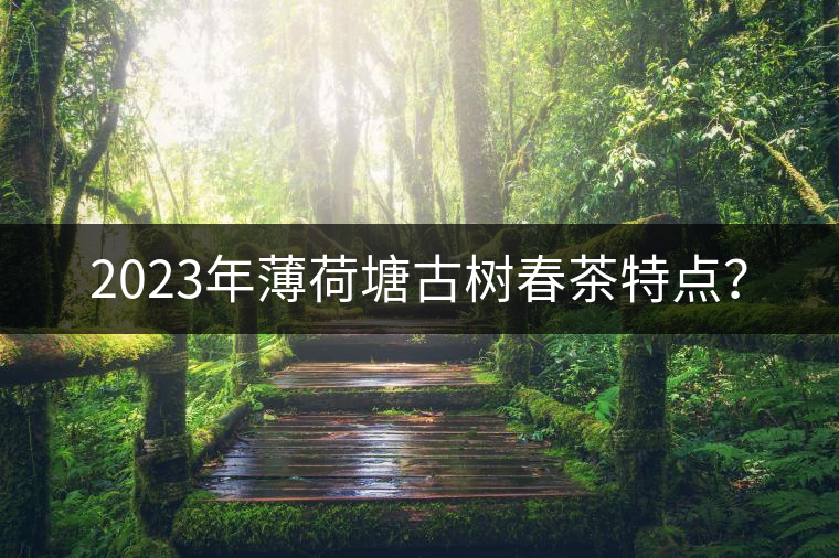 2023年薄荷塘古樹春茶特點(diǎn)？