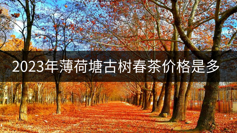 2023年薄荷塘古樹春茶價格是多少？