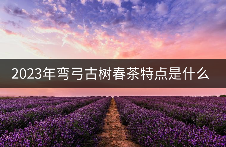 2023年彎弓古樹(shù)春茶特點(diǎn)是什么？
