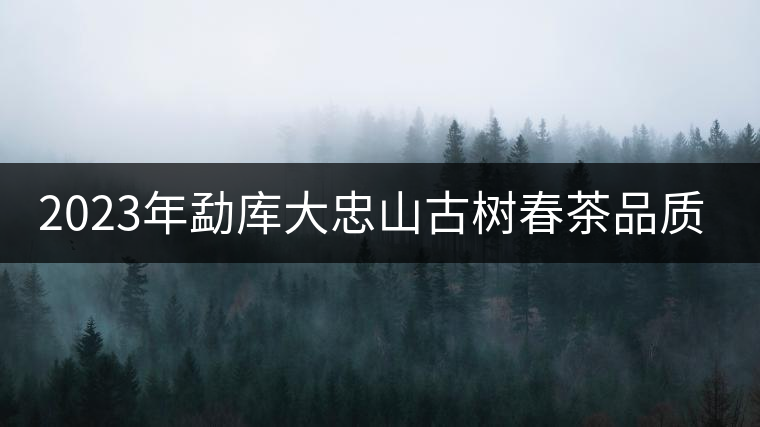 2023年勐庫大忠山古樹春茶品質(zhì)怎么樣？