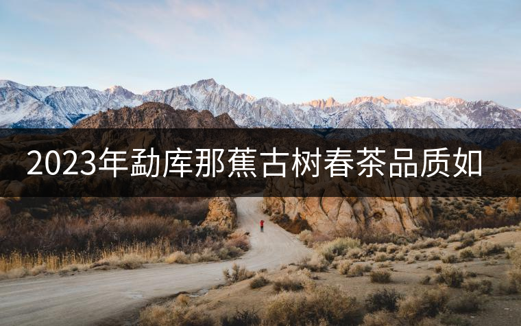 2023年勐庫那蕉古樹春茶品質(zhì)如何？