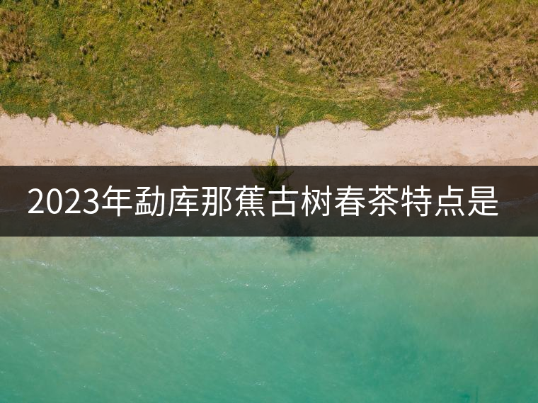 2023年勐庫(kù)那蕉古樹(shù)春茶特點(diǎn)是什么？