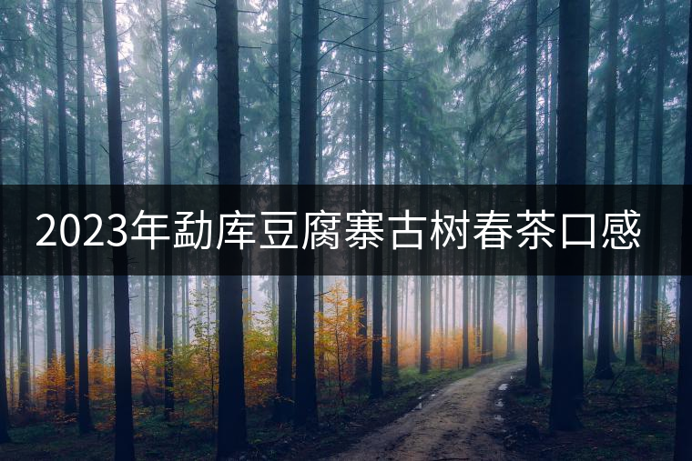 2023年勐庫(kù)豆腐寨古樹(shù)春茶口感怎么樣？