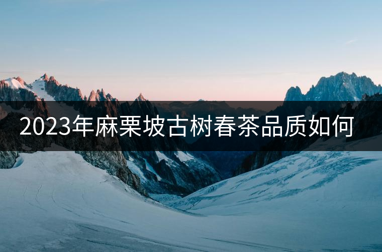 2023年麻栗坡古樹春茶品質(zhì)如何？
