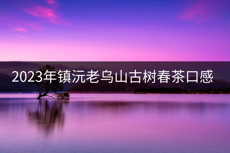 2023年鎮(zhèn)沅老烏山古樹春茶口感怎么樣？