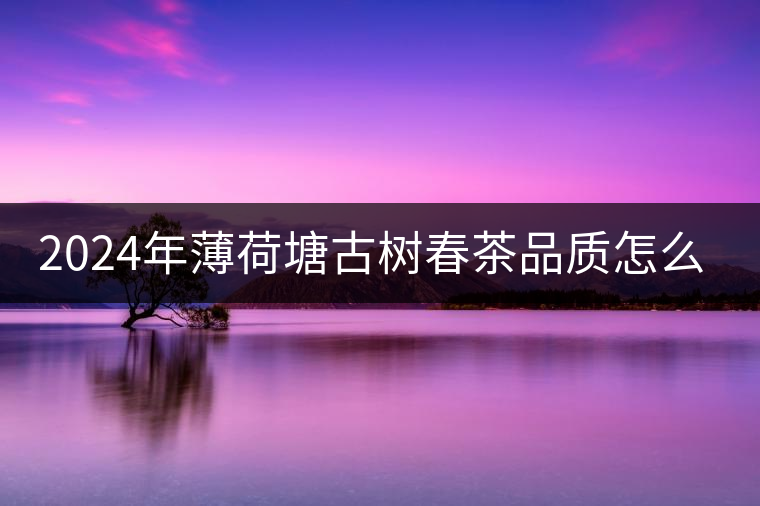 2024年薄荷塘古樹春茶品質怎么樣？