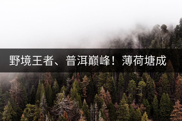 野境王者、普洱巔峰！薄荷塘成為普洱無冕之王的十大原因
