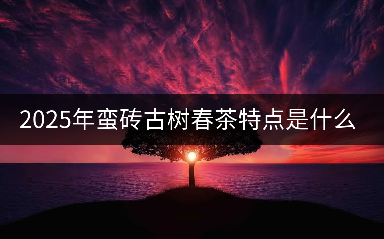 2025年蠻磚古樹春茶特點(diǎn)是什么？