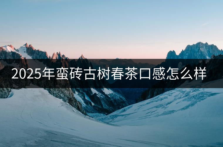 2025年蠻磚古樹春茶口感怎么樣？