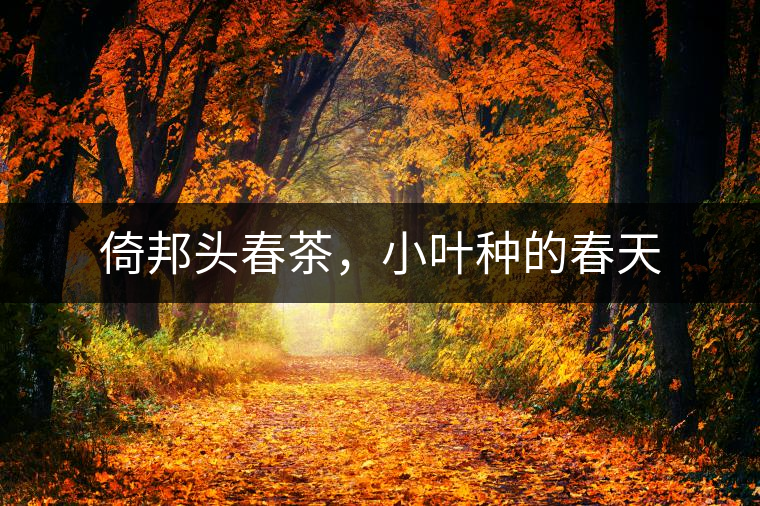 倚邦頭春茶，小葉種的春天