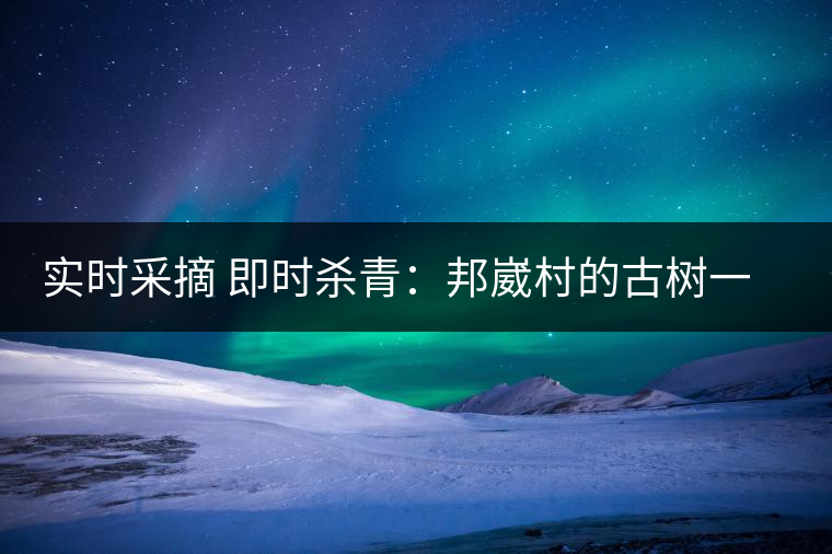 實時采摘 即時殺青：邦崴村的古樹一般都比較高大，我今年爬到10米高的樹梢上拍茶農采茶，一顆完整的古樹頭春茶的采摘需要6-7個婦女花半個小時共同完成，鮮葉才下來以后要及時殺青，才能保證茶葉后期的鮮爽感。