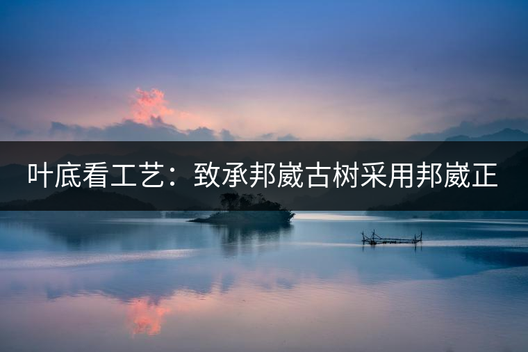 葉底看工藝：致承邦崴古樹采用邦崴正山三百至五百年古茶樹頭春鮮葉。經手工殺青，石墨壓制，餅型周正，嚴守傳統(tǒng)工藝；葉底鮮活，幾乎無糊點，前期殺青較輕，這樣更利于后期轉化。