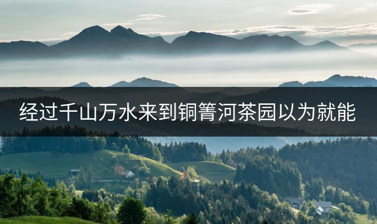 經(jīng)過千山萬(wàn)水來(lái)到銅箐河茶園以為就能收到茶了？