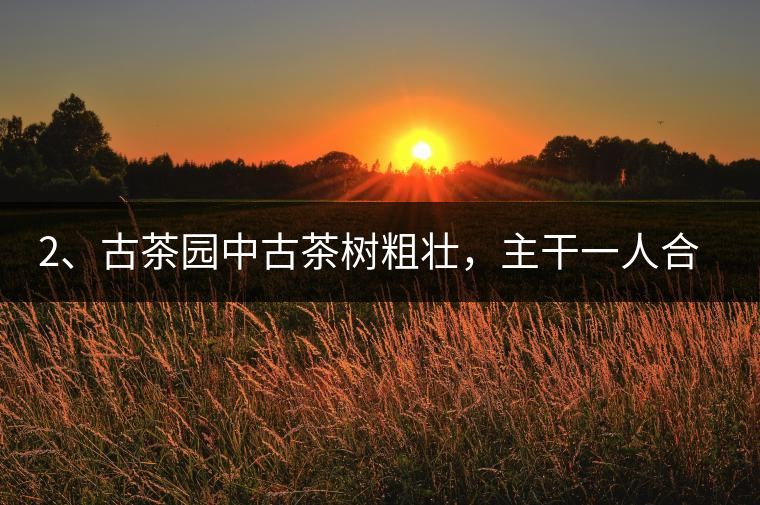 2、古茶園中古茶樹粗壯，主干一人合圍吃力，枝杈壯碩