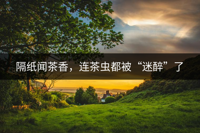 隔紙聞茶香，連茶蟲(chóng)都被“迷醉”了