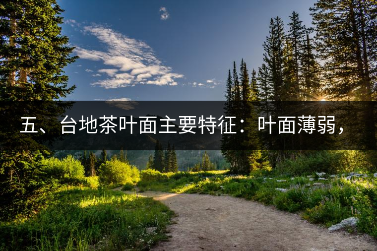 五、臺(tái)地茶葉面主要特征：葉面薄弱，如薄紙易折;沖泡之后無(wú)力恢復(fù)彈性，甚至多次沖泡也不能展開(kāi)，葉子愈薄愈差。