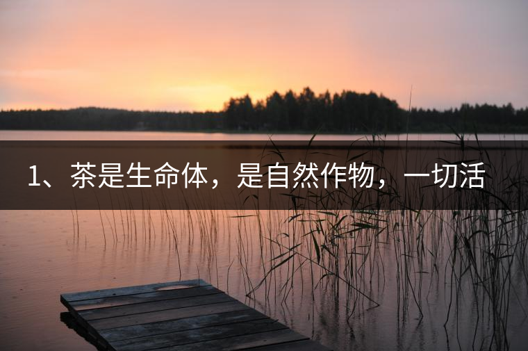 1、茶是生命體，是自然作物，一切活動受自然規(guī)律影響。