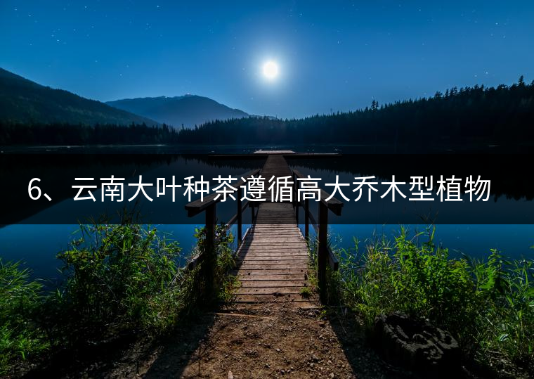 6、云南大葉種茶遵循高大喬木型植物的普遍規(guī)律。