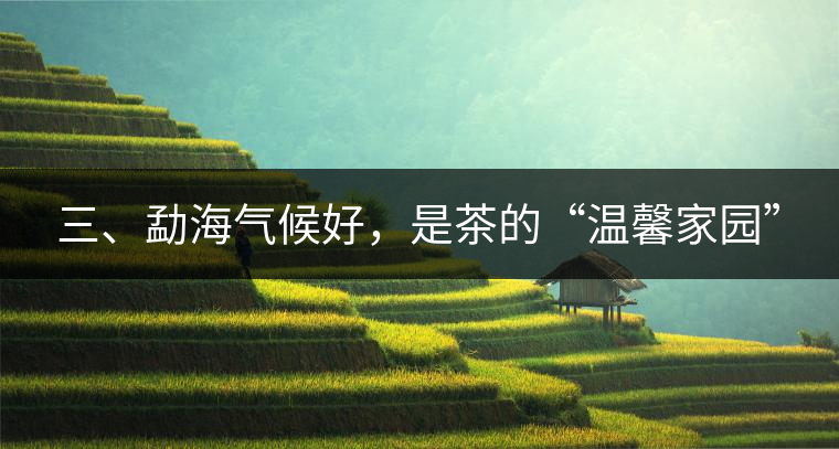 三、勐海氣候好，是茶的“溫馨家園”