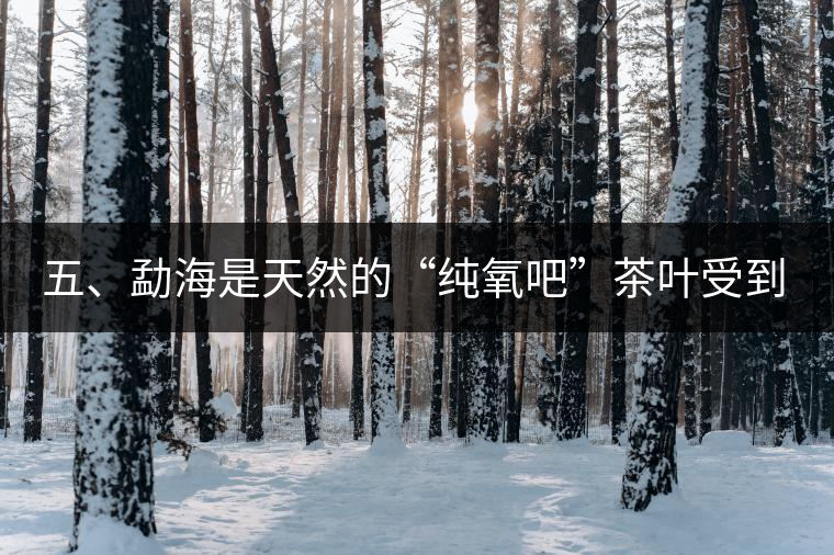 五、勐海是天然的“純氧吧”茶葉受到很好的潤(rùn)澤