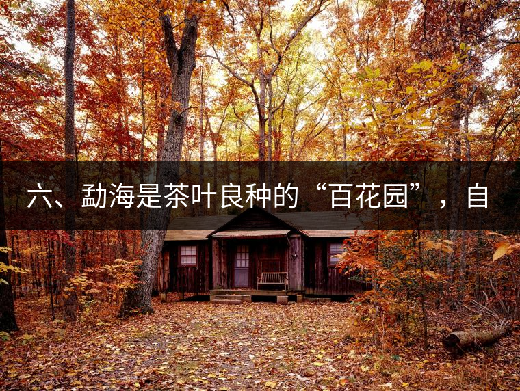 六、勐海是茶葉良種的“百花園”，自稱“第一縣”不足奇