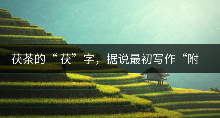 茯茶的“ 茯”字，據(jù)說最初寫作“附”，意思就是非“正”品，次等貨。茯磚茶選料多用質(zhì)地很老的茶葉，加上茶梗與枝葉拼配。陳化后，性溫，有著獨特的營養(yǎng)價值，更有助于幫助消化去膩。有些時候，茶傳播也有尷尬的時候，今天中原大地流行喝陳茶的時候，這個地方卻開始喝新茶。喝也喝出問題來，磚茶不適合品新，因為老枝葉含氟高的緣故，許多牧民甚至氟中毒，國家正在著手解決這一問題。但從根本上來說，還是需要消費者回到自己的傳統(tǒng)，把茶葉的儲藏習(xí)慣繼續(xù)保留。