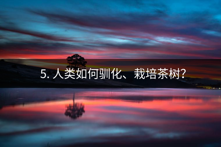 ??5. 人類(lèi)如何馴化、栽培茶樹(shù)？