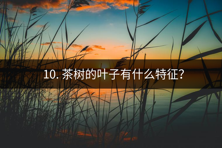 ? 10. 茶樹(shù)的葉子有什么特征？