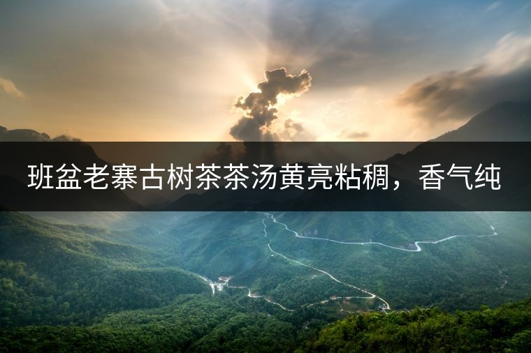班盆老寨古樹茶茶湯黃亮粘稠，香氣純高，滋味清甜柔順，略苦澀，苦澀不會持久1-2秒后轉(zhuǎn)為甘甜，喉嚨清爽無燥感，舌面回甘，生津持久，外形條索油亮，肥大顯毫、葉脈清晰、葉質(zhì)軟。茶氣強(qiáng)勁、韻味回繞時間極長，滋味釅醇，茶氣凜冽，回甘生津較猛，喉韻較深。幾杯下肚有較為明顯的體感表現(xiàn)（背脊、額頭發(fā)汗），沒有其他雜味。