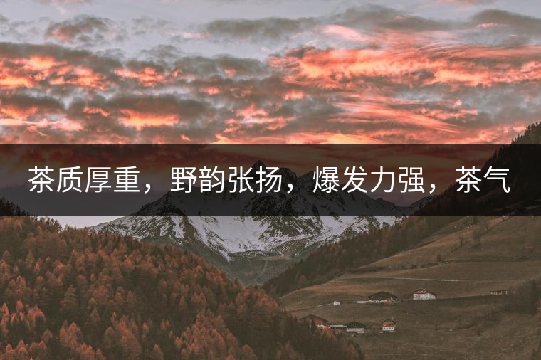 茶質(zhì)厚重，野韻張揚(yáng)，爆發(fā)力強(qiáng)，茶氣十足