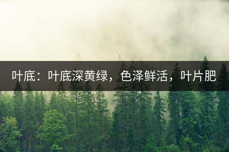 葉底：葉底深黃綠，色澤鮮活，葉片肥厚，梗莖肥壯，而且非常柔韌。