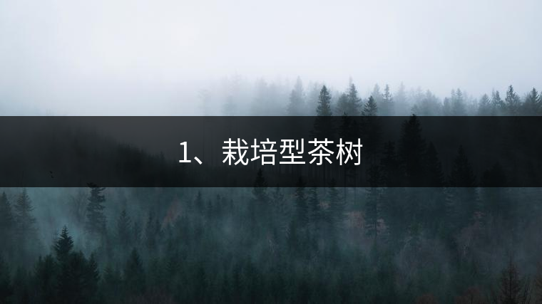 1、栽培型茶樹