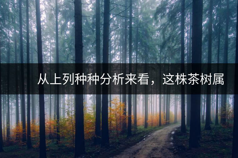 　　從上列種種分析來看，這株茶樹屬野生類型應(yīng)無疑問。