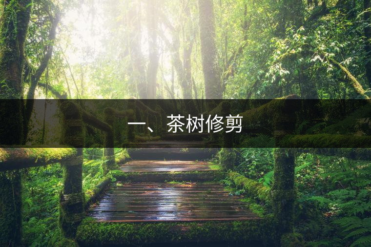 一、茶樹(shù)修剪