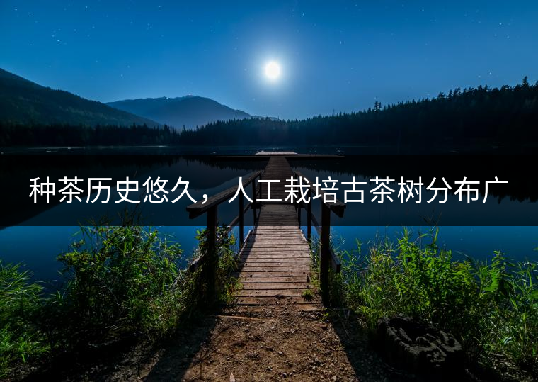 種茶歷史悠久，人工栽培古茶樹分布廣