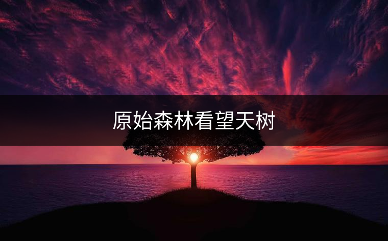 原始森林看望天樹(shù)