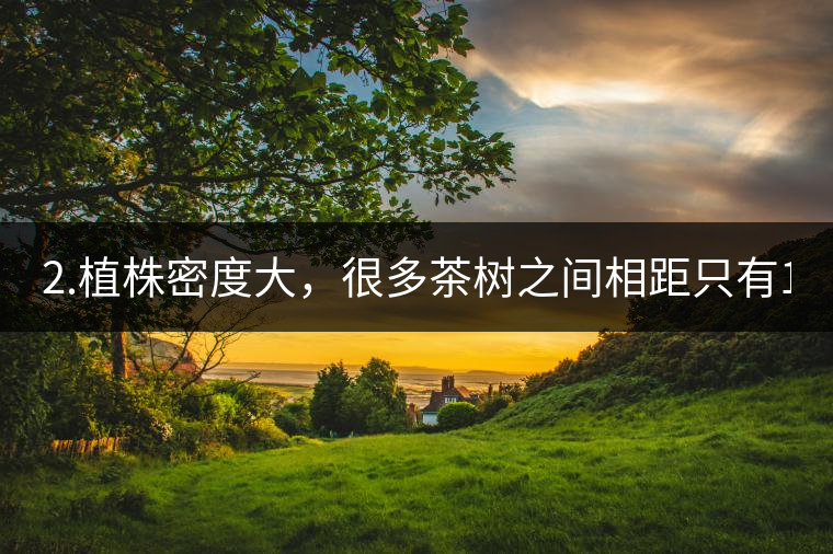 2.植株密度大，很多茶樹(shù)之間相距只有1-2米。