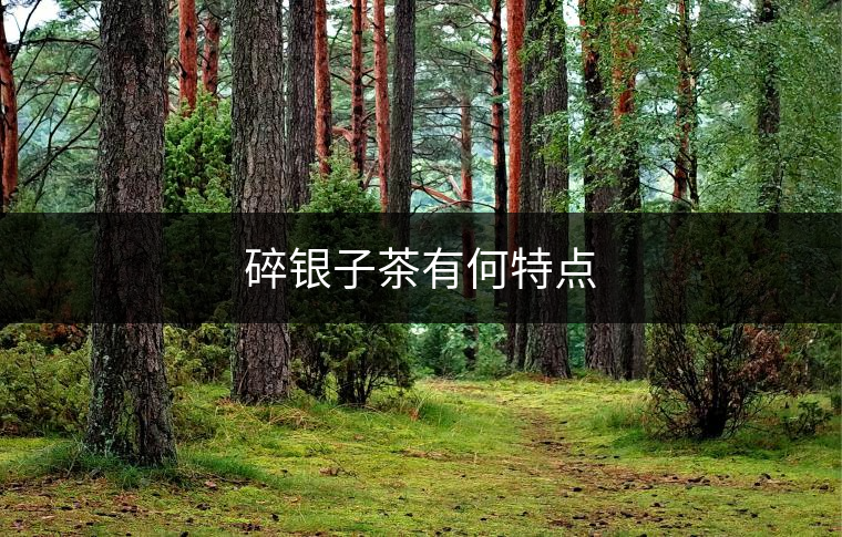 碎銀子茶有何特點