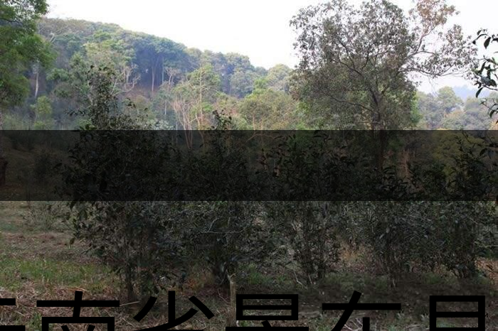 云南省景東縣茶業(yè)概況簡(jiǎn)述(第一章) 云南省景東縣茶業(yè)概況簡(jiǎn)述(第一章)