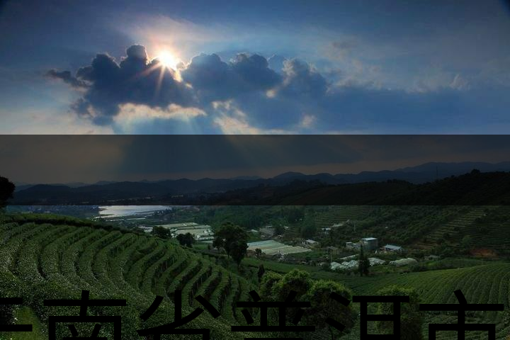 云南省普洱市茶業(yè)概況簡(jiǎn)述（三）