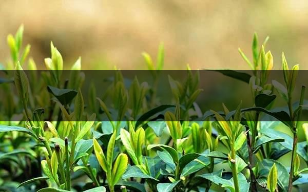 不同的身體癥狀分別該喝什么茶？