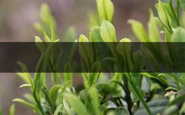 什么是雨前茶？雨前茶有何特點？