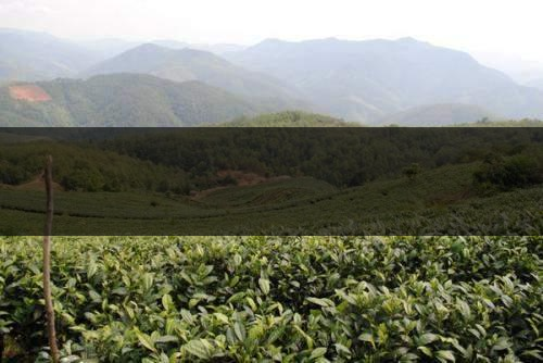 云南省景谷縣茶業(yè)概況簡述（一）