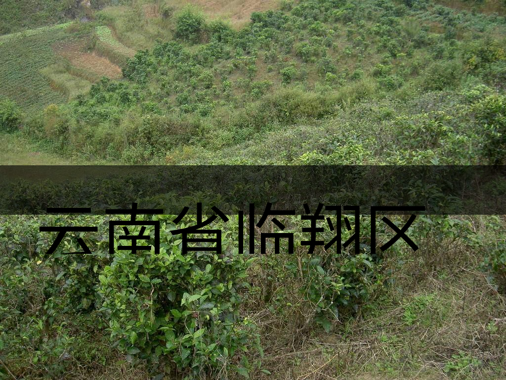 云南省臨翔區(qū)茶業(yè)概況簡(jiǎn)述（上講）