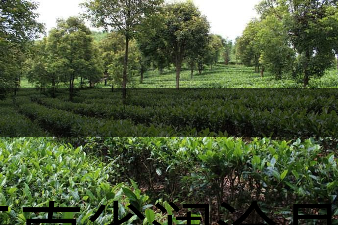 云南省瀾滄縣茶業(yè)概況簡述(第二章) 云南省瀾滄縣茶業(yè)概況簡述(第二章)
