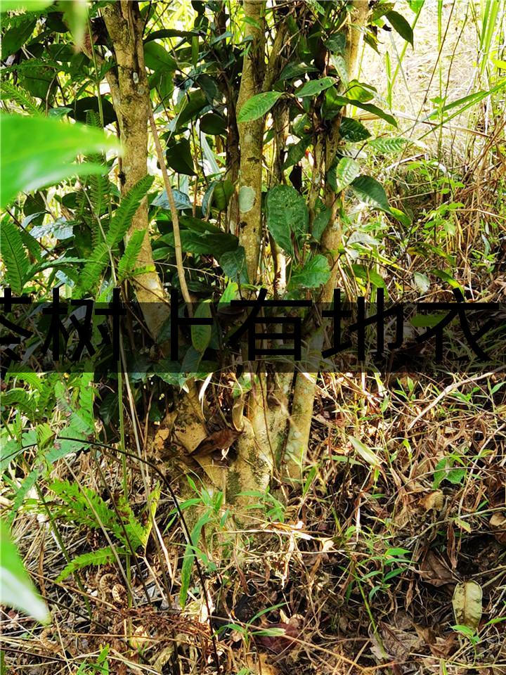 茶樹(shù)上有地衣或苔蘚是不是有害的？